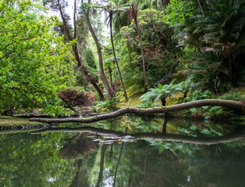 How Your Environment Affects Your Mood and How Nature Can Help You Reset