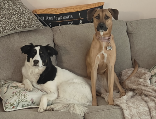 What Therapy Dogs Can Teach Us About Self-Care: Lessons from Mocha